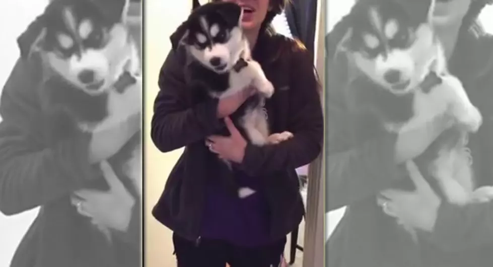 Husky Puppy Makes People Noises [VIDEO]