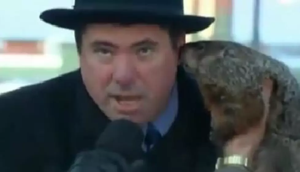 Groundhog Pretty Much Bites a Wisconsin Mayor’s Ear Off [VIDEO]
