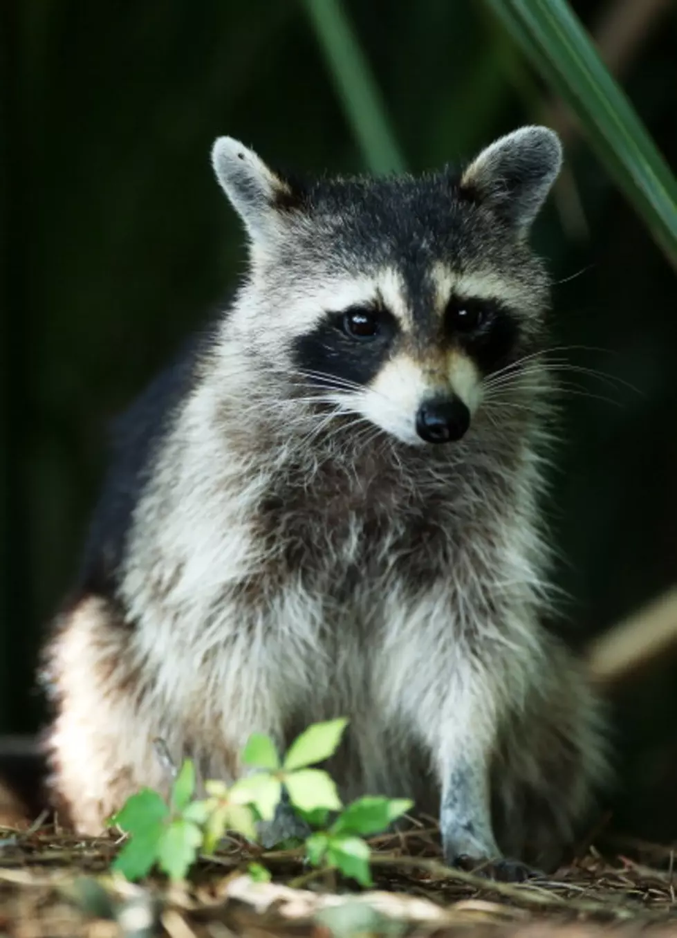 Happy Friday, Here Is A Drunk Raccoon (Video)