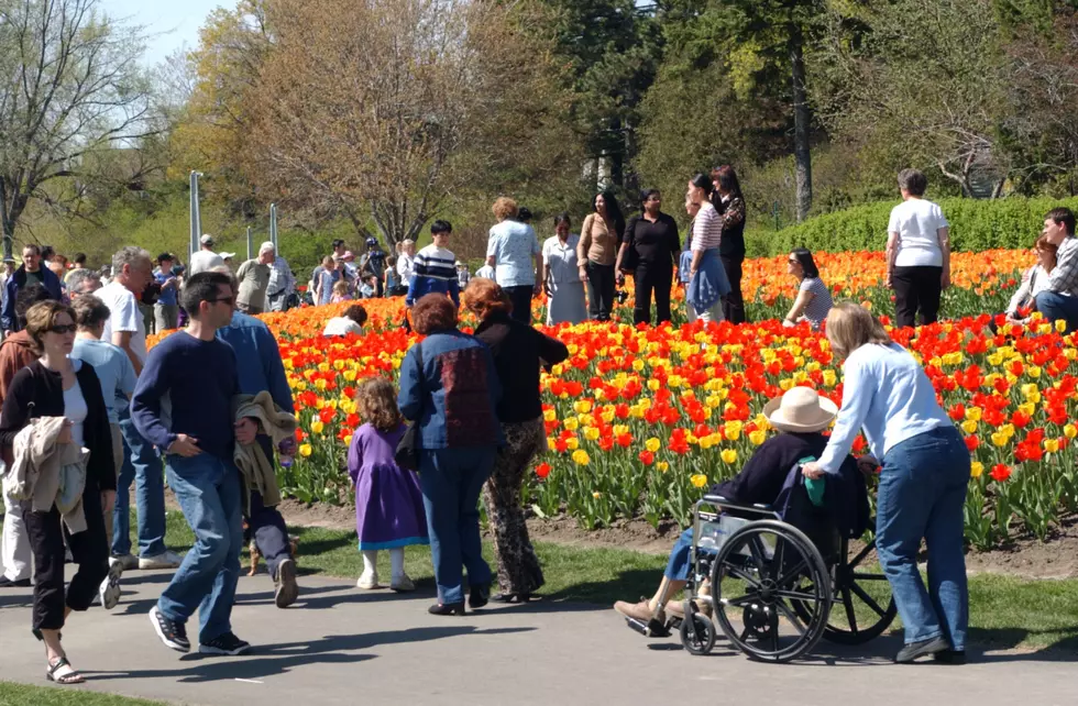 Albany Tulip Festival Coming Mother’s Day Weekend