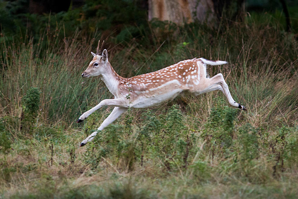 The Deadliest Animal In America