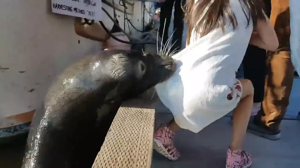 Girl Bit By Seal In Viral Video Being Treated For Disease