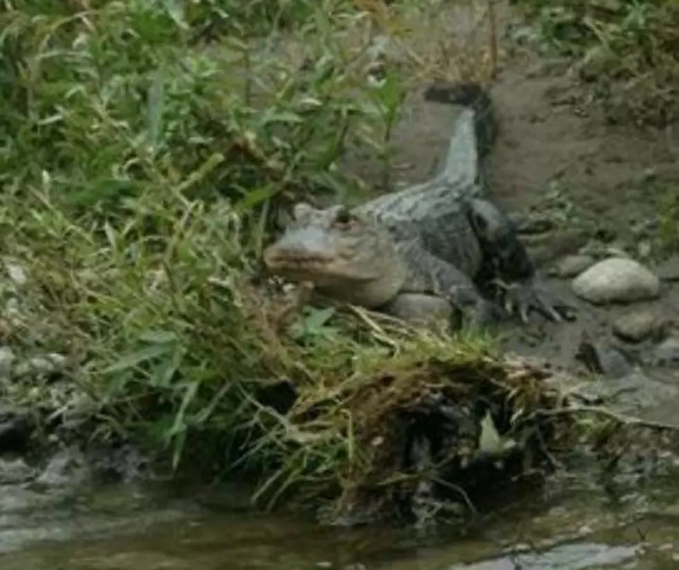 Multiple Alligator Sightings in Upstate New York Waters