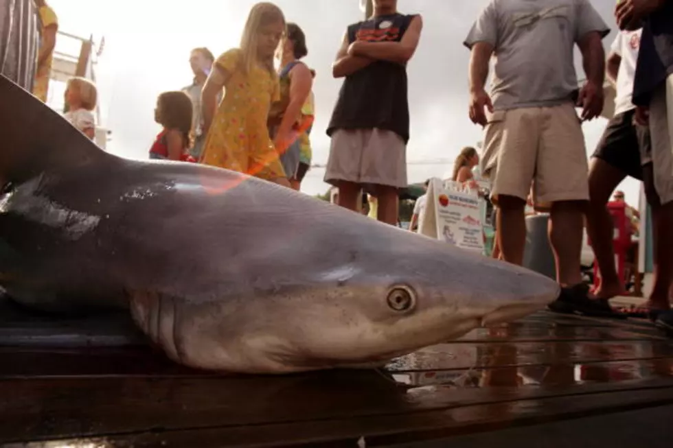 Dead Bull Shark Reportedly Found in Lake