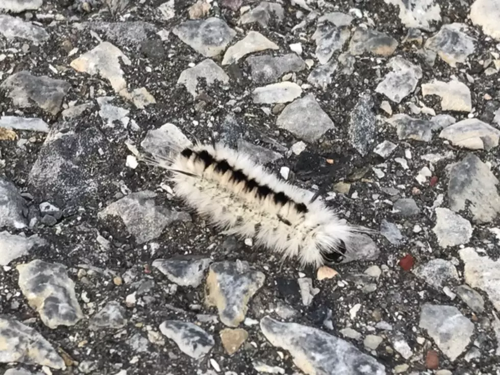 Cute, Fuzzy, and POISONOUS Caterpillar Spotted Outside Our Studios in Schenectady