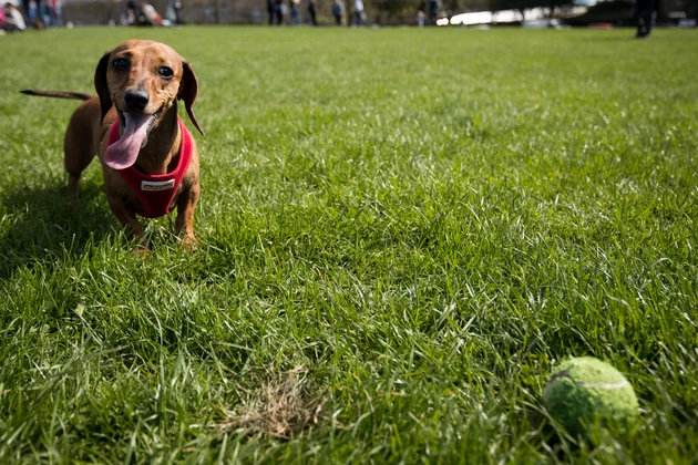 Downtown Albany Gets New Dog Park