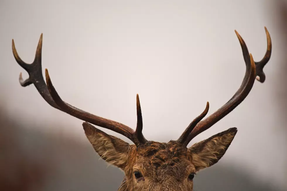 DEC Releases Top 10 New York Counties for Deer Hunting in 2017