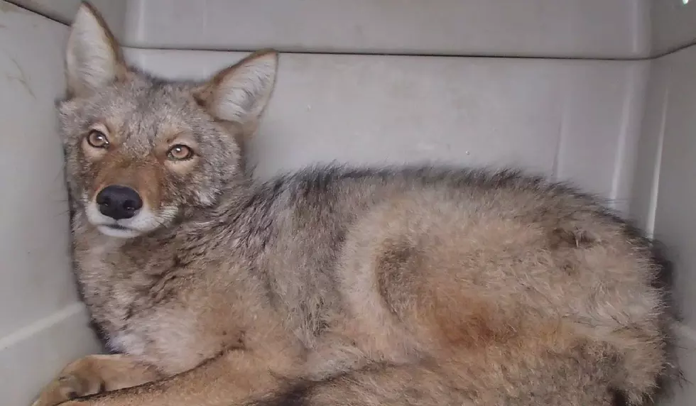 Coyote That Caused Evacuation at the NY State Museum in Albany Released [VIDEO]