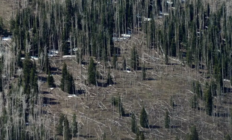 Forest-Destroying Beetle Found for First Time in Albany