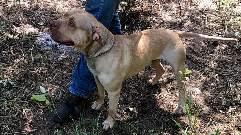 Workers Find A Dog Tied To A Tree Next To The Highway
