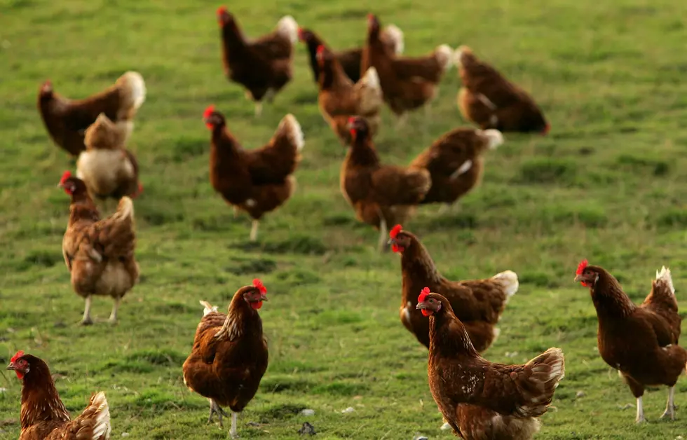 Chickens Were Illegal In Ballston Spa?