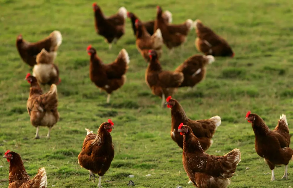 Backyard Chickens In Schenectady