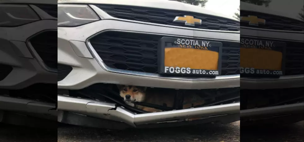 Little Dog takes A Crazy 45 Minute Ride In A Car Grill