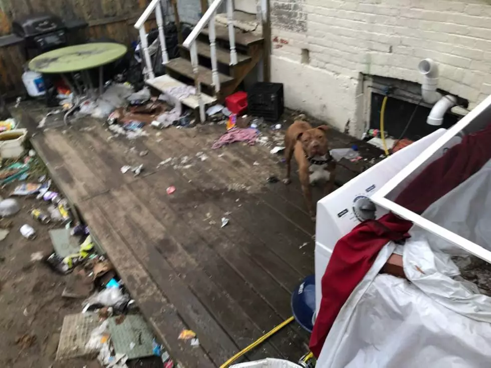 Dog Reported Living In Appalling Conditions In Albany