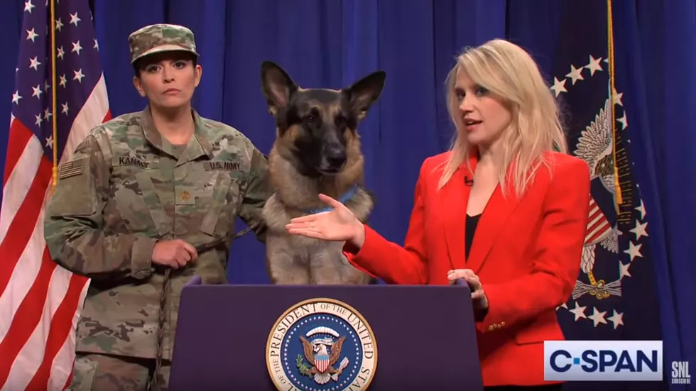 A New York Dog Ends Up On SNL As The Hero Dog From ISIS Raid