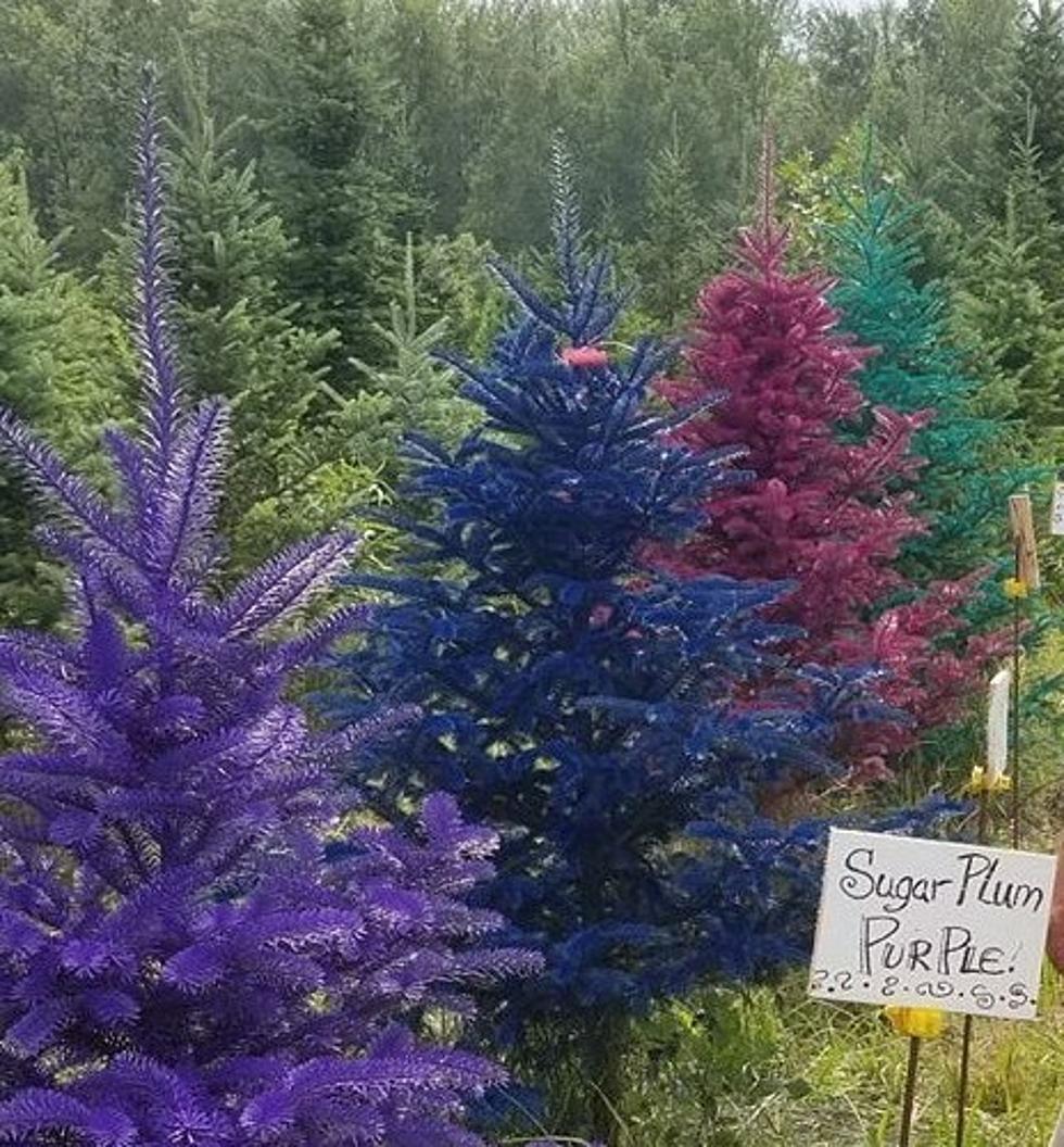 Colored Christmas Trees A Growing Trend In Upstate NY
