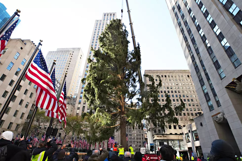Rockefeller Christmas Tree From Upstate NY Mocked Relentlessly