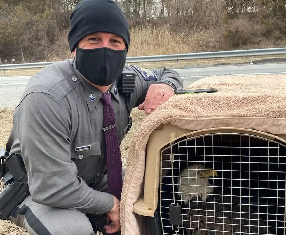 New York State Trooper Rescues Injured Eagle