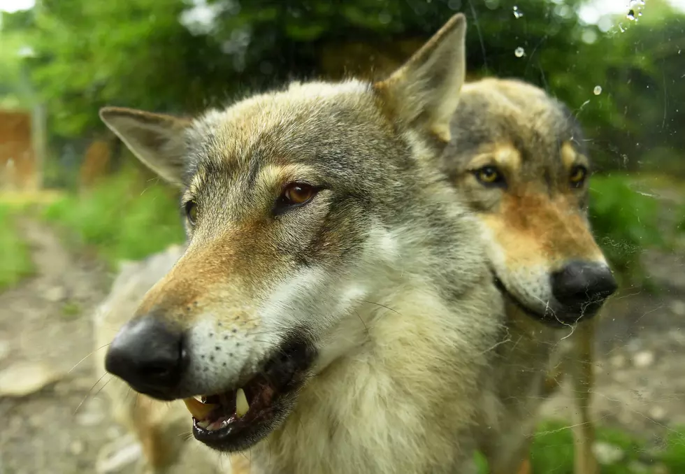 Photograph Rare Wolves In New York