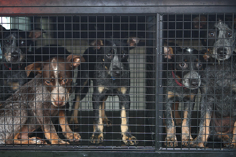 New York Bill Tries to Shut Down Puppy Mills But It's Not Enough