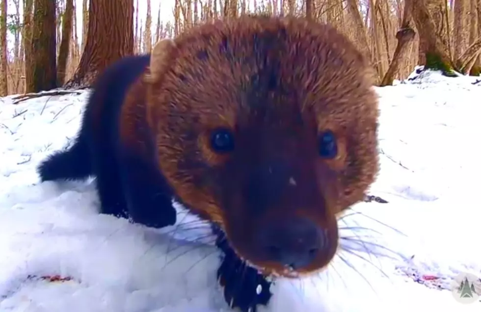 Evil or Friendly? Spot Fisher Cat in New York, What Should you Do?