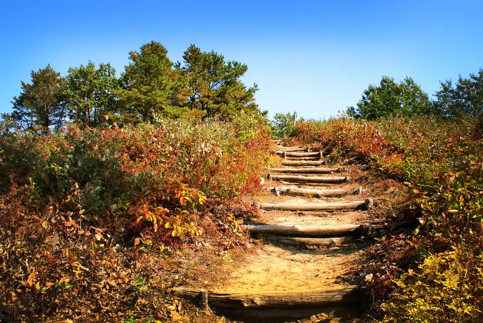 The Albany Pine Bush Preserve Gets Bigger and Better