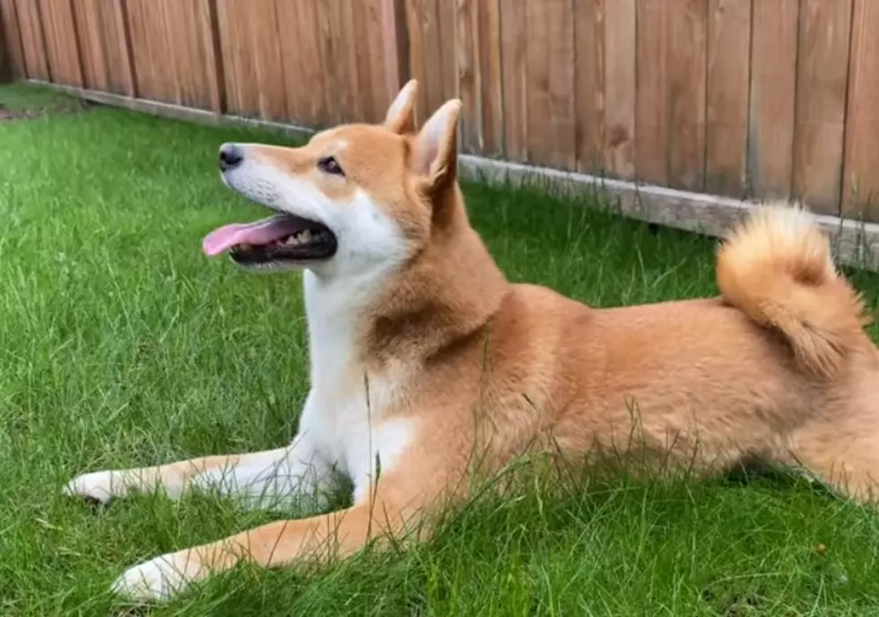 YouTube.com-Super Shiba