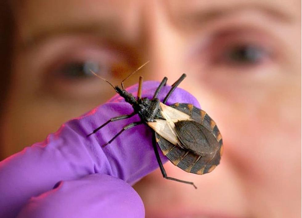 Beware! Deadly 'Kissing Bug' Discovered on New York's Doorstep