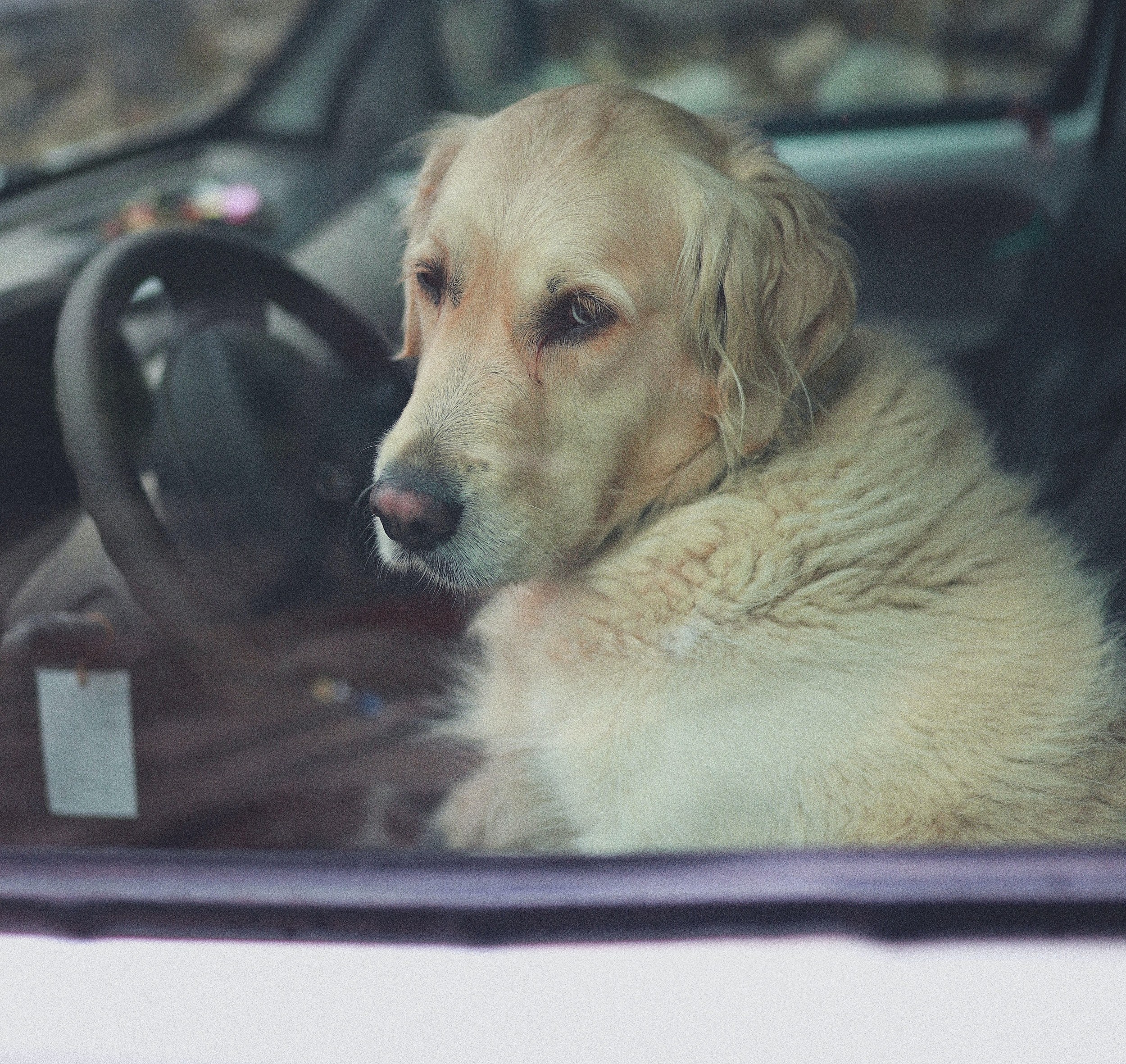 can i legally break a car window to save a dog