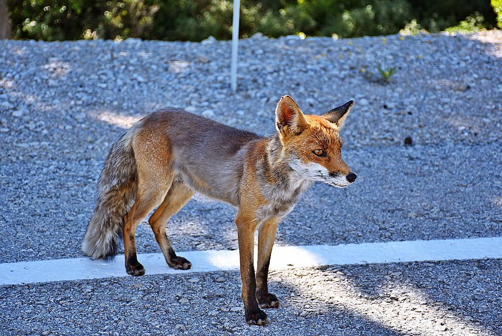 Update: More Fox Attacks Reported in Saratoga