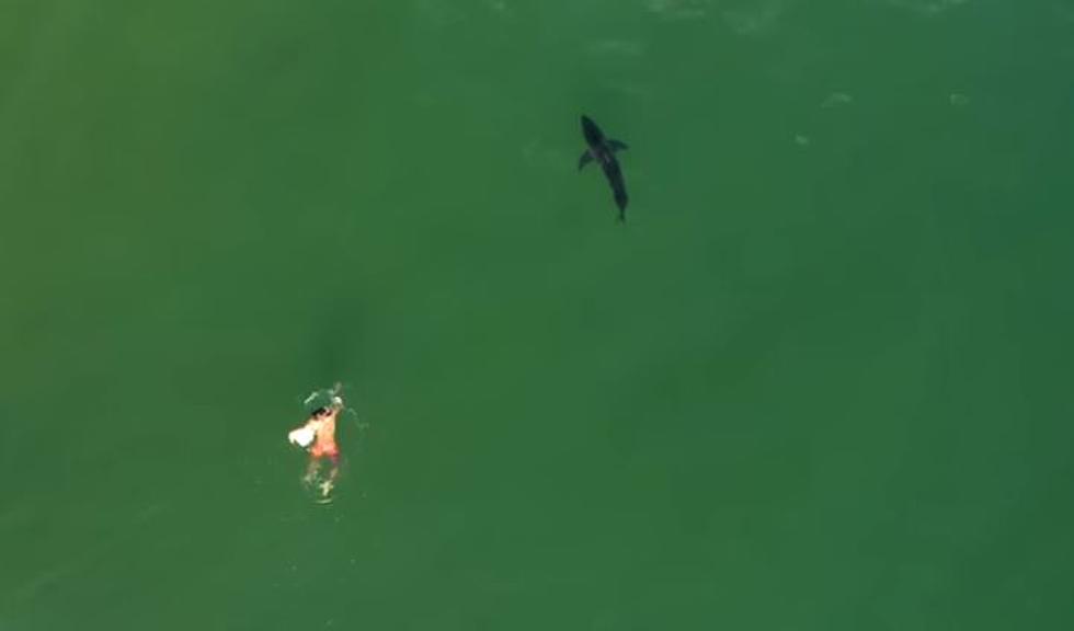 Are You Safe Swimming with Sharks Off the Coast of Long Island?