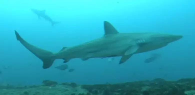 Get Ready For New Rules To Protect Sharks Across New York State