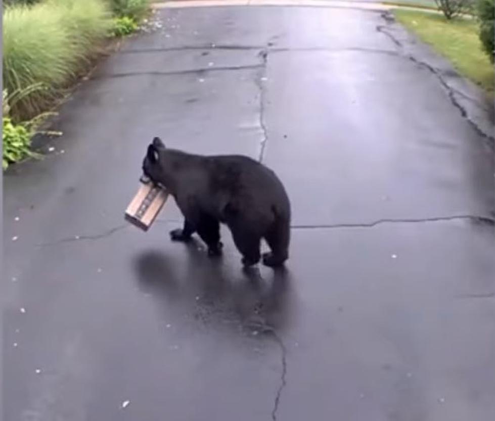 Hilarious! Watch As Bear Steal Amazon Package from Front Porch!
