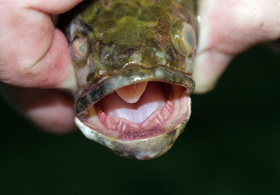 Catch the Land Traveling 'Frankenfish' In New York? Kill It!!