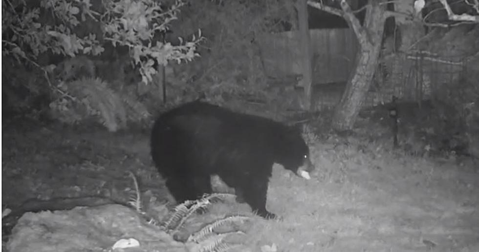 Wanted! Have You Seen a Bear Roaming Colonie? Police Want to Hear from You!