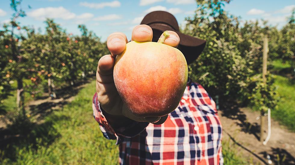 The Best Capital Region Farms to go Apple Picking