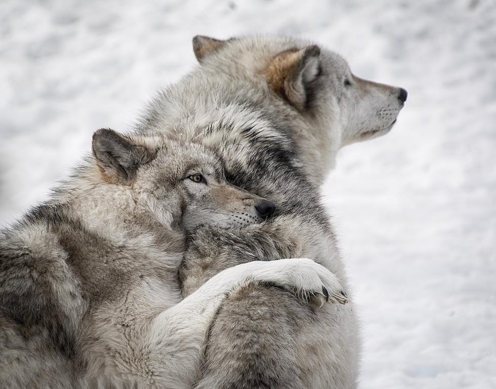 Is New York DEC Trying to Evict Wolves from their Adirondack Home