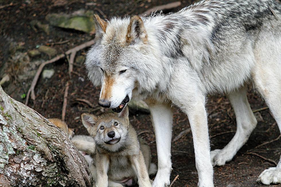 Ugh! Adirondack Wildlife Refuge Deadline Looms! What About the Ambassador Animals?