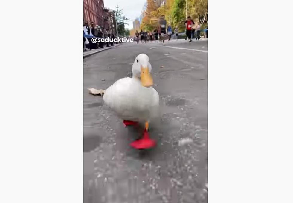 Watch This Duck Run the New York City Marathon! Wrinkle the Duck Becomes Runaway Favorite!