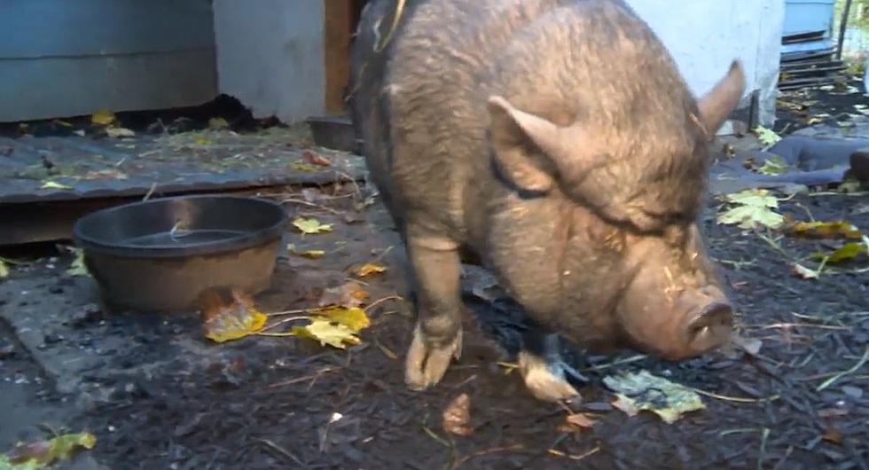 Pig Could Send Canajoharie Man to Jail for 6 Months! Is This Fair