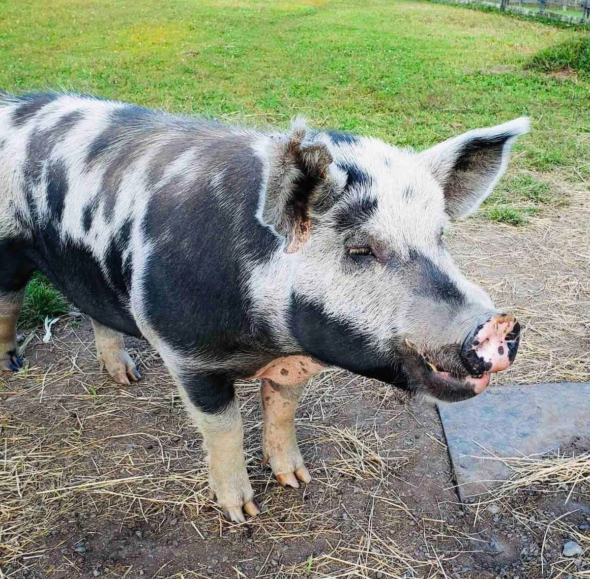 Stray Goat Found Running Wild in Dutchess County
