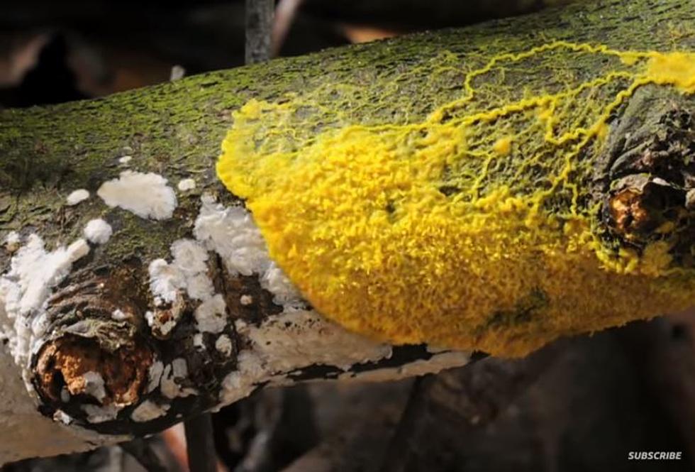 Dangerous? How&#8217;d this Yellow Stuff Get on Trees Around the Capital Region?