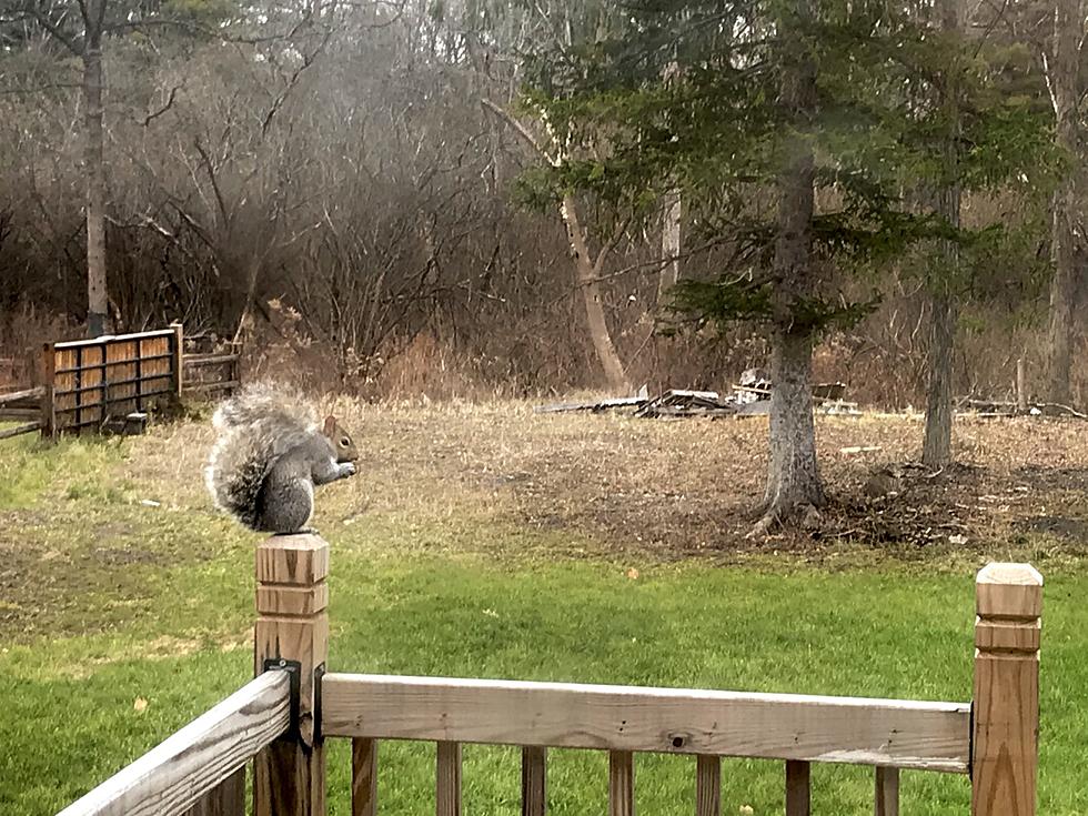 Harsh Snowy Winter Ahead for Capital Region? What Are Animals Telling Us?