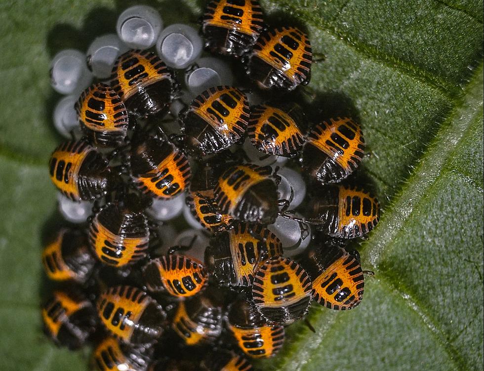 Insect Invades My Capital Region Home! Has It Infested Yours?