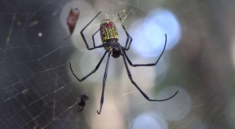 Venomous Spider About to Invade New York State? Experts Say Yes! 