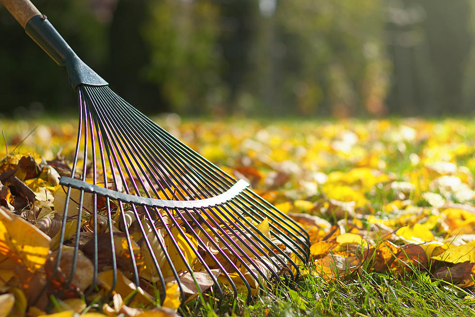 Do You Really Have To Rake Your Leaves Here In The Capital Region