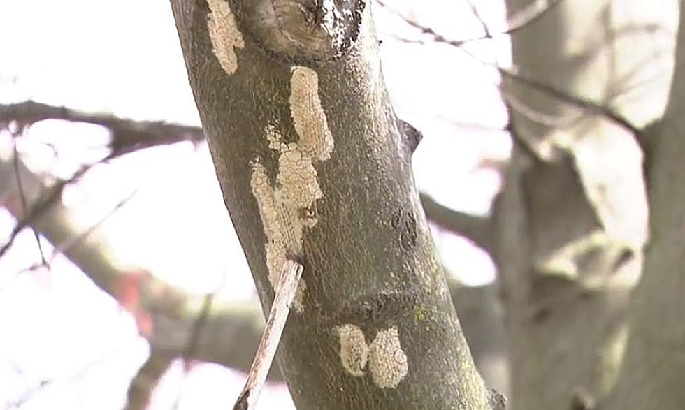 Have You Seen This On Your New York State Trees? Destroy It!