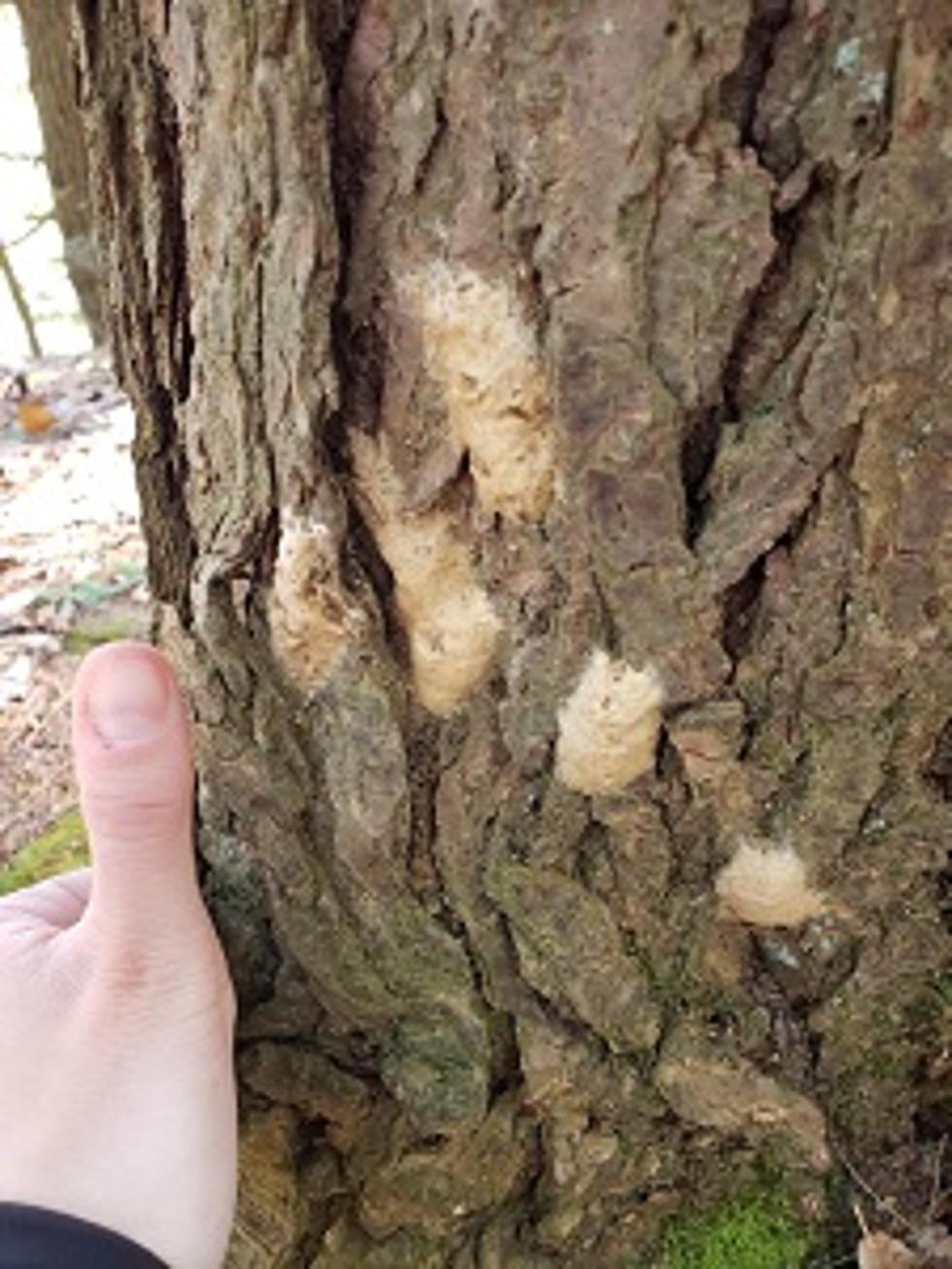 Egg Masses On Your NY Trees? Squish Them Before Your Trees Die!