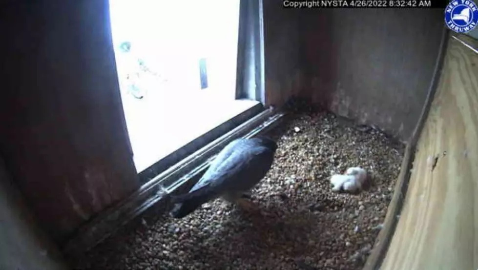 Baby Falcons Welcomed to NY! Watch As Eggs Hatch Atop Cuomo Bridge!