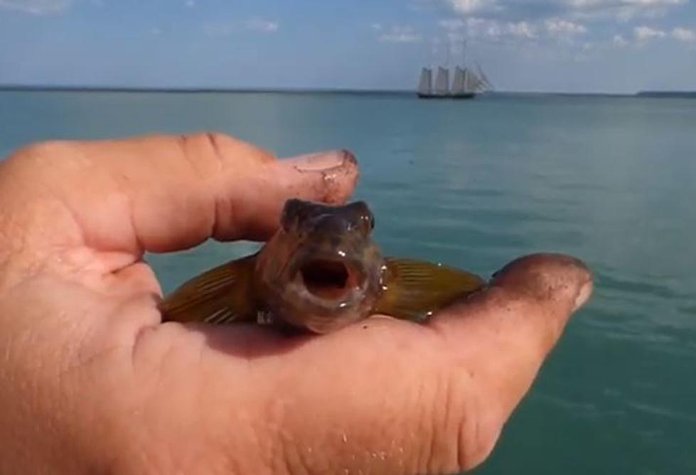 This Invasive Fish Found In New York, Catch It, Kill It, Leave It On Land!